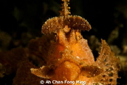 60mm, D200 by Ah Chan Fong Ming 